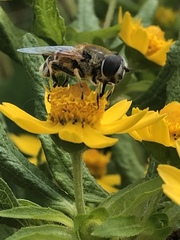 Eristalis stipator