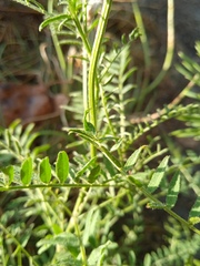 Astragalus onobrychis