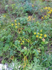 Bupleurum multinerve