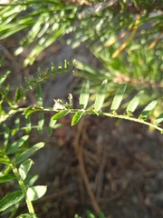 Astragalus onobrychis