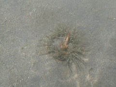 Anthopleura artemisia