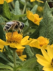 Eristalis stipator