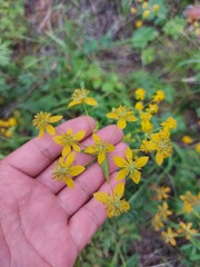 Bupleurum multinerve