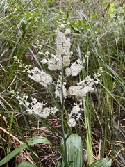 Veratrum fimbriatum