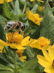 Eristalis stipator