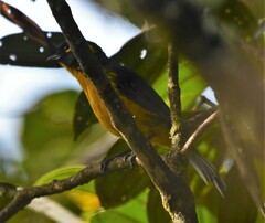 Anisognathus lacrymosus