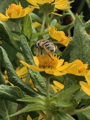 Eristalis stipator