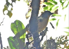 Anisognathus lacrymosus