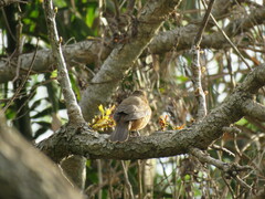 Cyanoloxia glaucocaerulea