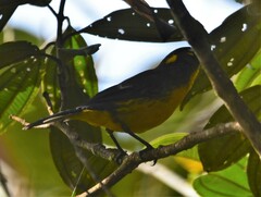 Anisognathus lacrymosus