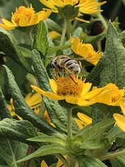 Eristalis stipator