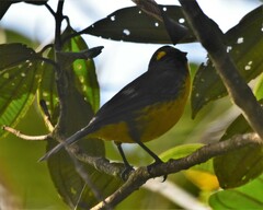 Anisognathus lacrymosus