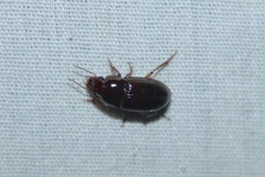 Harpalus gravis