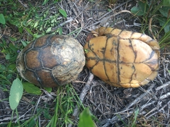 Terrapene carolina mexicana
