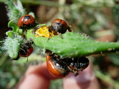 Entomoscelis suturalis