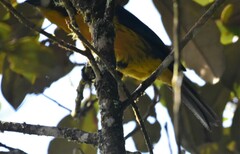 Anisognathus lacrymosus