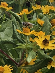 Eristalis stipator