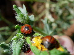 Entomoscelis suturalis