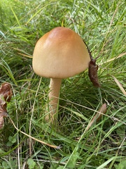 Amanita
