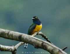 Trogon caligatus