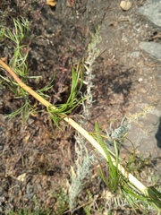 Artemisia commutata