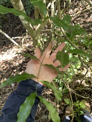 Toechima tenax
