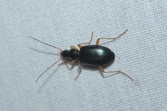 Agonum extensicolle