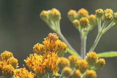 Callandrena