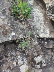 Thalictrum foetidum