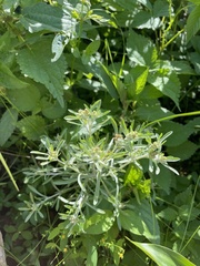 Gnaphalium uliginosum