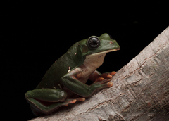 Agalychnis dacnicolor