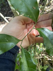 Toechima tenax