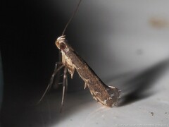 Caloptilia