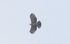 Nisaetus nipalensis