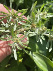 Gnaphalium uliginosum