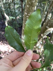 Toechima tenax