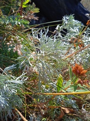 Artemisia sericea