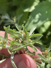 Gnaphalium uliginosum