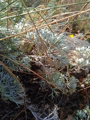 Artemisia sericea