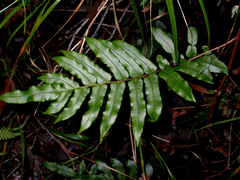 Blechnum