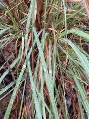 Cymbopogon refractus
