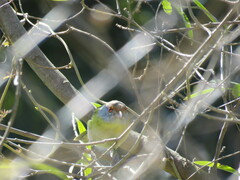 Cyclarhis gujanensis