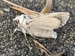 Caradrina montana