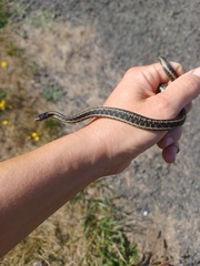 Thamnophis ordinoides