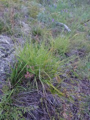 Cleistogenes squarrosa