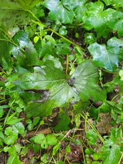 Hydrophyllum canadense