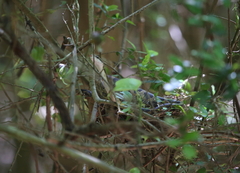Pantherophis obsoletus