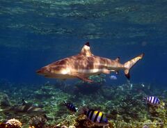 Carcharhinus melanopterus