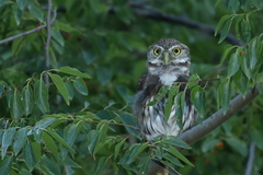 Glaucidium brasilianum