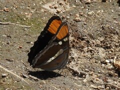 Adelpha californica